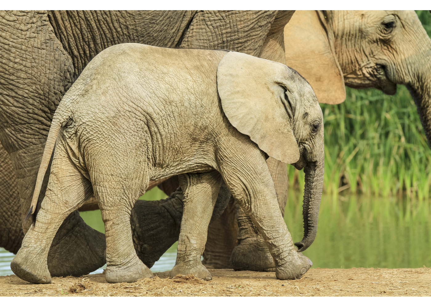 Zuid Afrika Addo Elephantpark